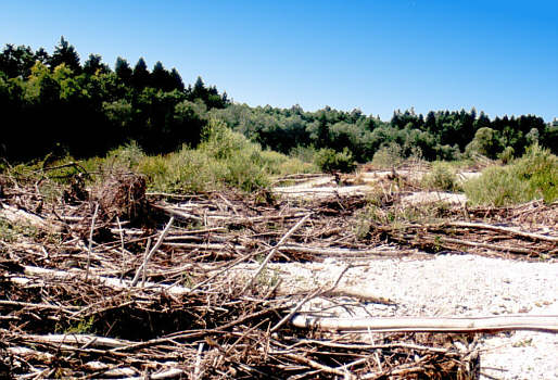 Reichlich "Holz" vom letzten Hochwasser...