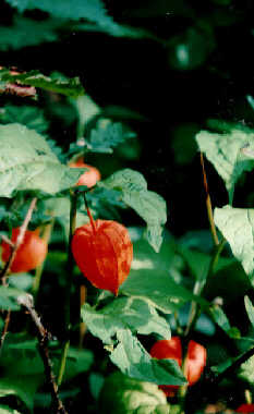 Physalis