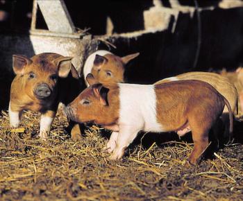 Schweine