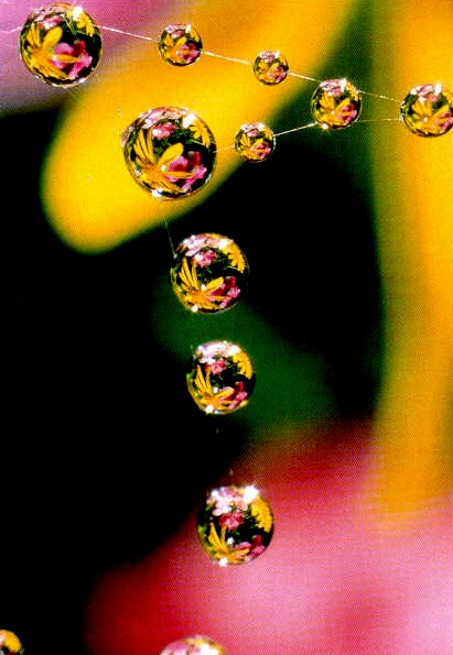 Tautropfen am Spinnennetz: Präsent-Verlag im Weltbild-Verlag
