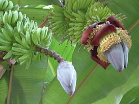 Bananenblüte von Wikipedia