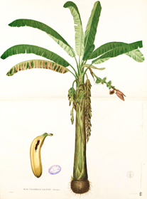 Musa Paradisiaca Blanco