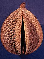 Falsche Durian: "Neesia Synandra"