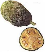Jackfruit offen