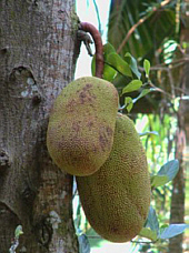 Jackfrucht am Baum