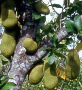 Jackfrucht am Baum