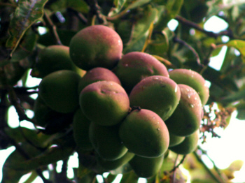Foto: Regina F. Rau : Mangos / Madeira