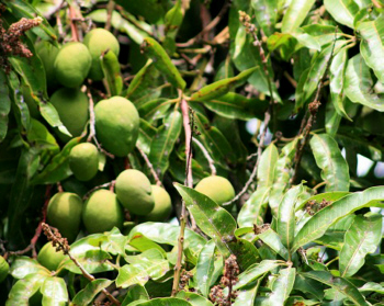 Foto: Regina F. Rau : Mangos / Madeira