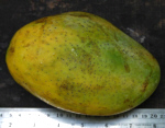 Foto: W.A. Djatmiko  von der Seite:  http://commons.wikimedia.org/wiki/Mangifera_indica?uselang=de