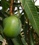 Foto: W.A. Djatmiko  von der Seite:  http://commons.wikimedia.org/wiki/Mangifera_indica?uselang=de