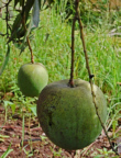 Foto: W.A. Djatmiko  von der Seite:  http://commons.wikimedia.org/wiki/Mangifera_indica?uselang=de