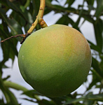 Foto: W.A. Djatmiko  von der Seite:  http://commons.wikimedia.org/wiki/Mangifera_indica?uselang=de