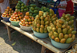 Foto: W.A. Djatmiko  von der Seite:  http://commons.wikimedia.org/wiki/Mangifera_indica?uselang=de