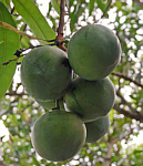 Foto: W.A. Djatmiko  von der Seite:  http://commons.wikimedia.org/wiki/Mangifera_indica?uselang=de