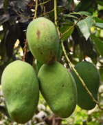 Foto: W.A. Djatmiko  von der Seite:   http://commons.wikimedia.org/wiki/Mangifera_indica?uselang=de