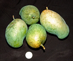 Foto: W.A. Djatmiko  von der Seite:  http://commons.wikimedia.org/wiki/Mangifera_indica?uselang=de