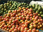 Foto: W.A. Djatmiko  von der Seite:  http://commons.wikimedia.org/wiki/Mangifera_indica?uselang=de