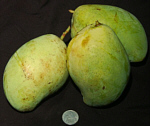Foto: W.A. Djatmiko  von der Seite:  http://commons.wikimedia.org/wiki/Mangifera_indica?uselang=de