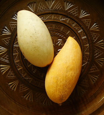 Foto: Regina F. Rau : Mango "Nam Dok Mai" - die Königin der Mangos