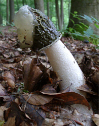Stinkmorchel von der Seite www.schwammerlkoenig.de