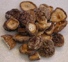 Shiitake - Foto: www.all-creatures.orf