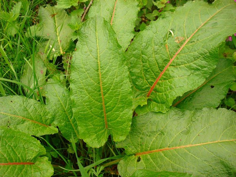 Foto: Regina Franziska Rau - Stumpfer Ampfer - - Rumex obtusifolius 