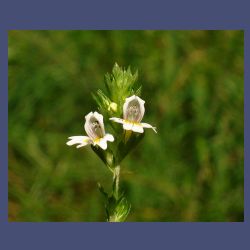 Abb.: Jakob Sturm - stumpfblättriger Ampfer .- Rumex obtusifolius