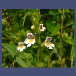 Abb.: Jakob Sturm - stumpfblättriger Ampfer .- Rumex obtusifolius