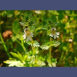 Abb.: Jakob Sturm - stumpfblättriger Ampfer .- Rumex obtusifolius
