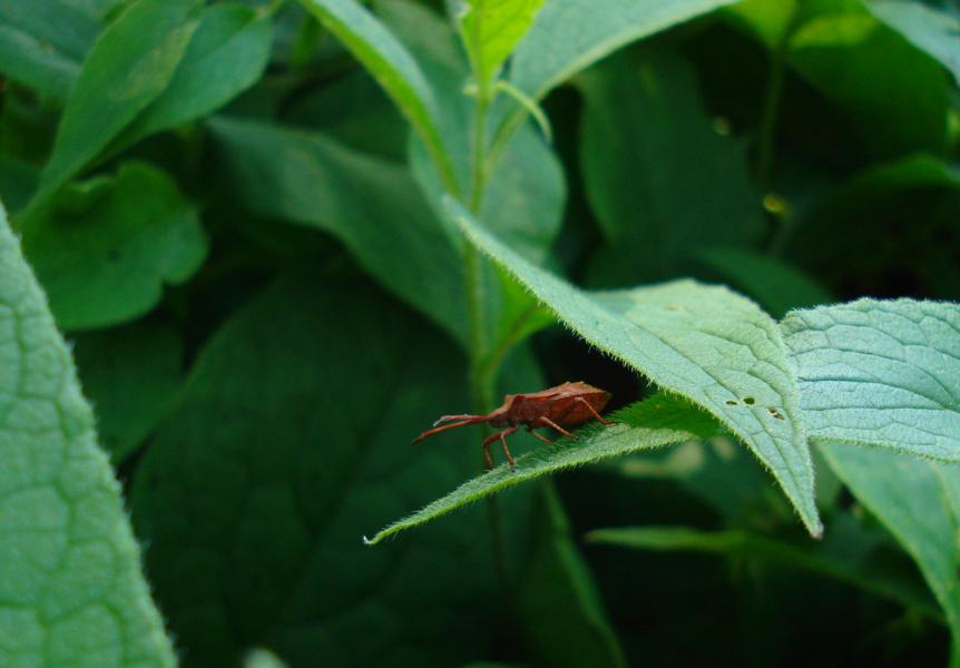 Foto: Regina Franziska Rau - Beinwell -  Symphytum officinale