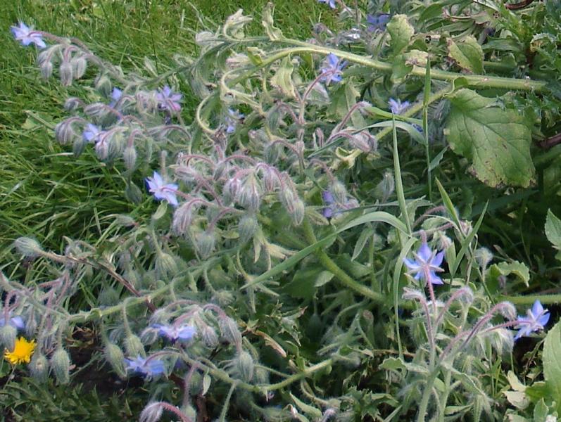 Foto: Regina Franziska Rau -  Boretsch - Borago officinalis