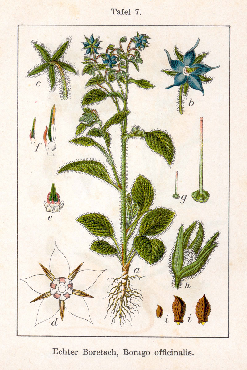 Abb.: Jakob Sturm - Boretsch, echter - Borago officinalis