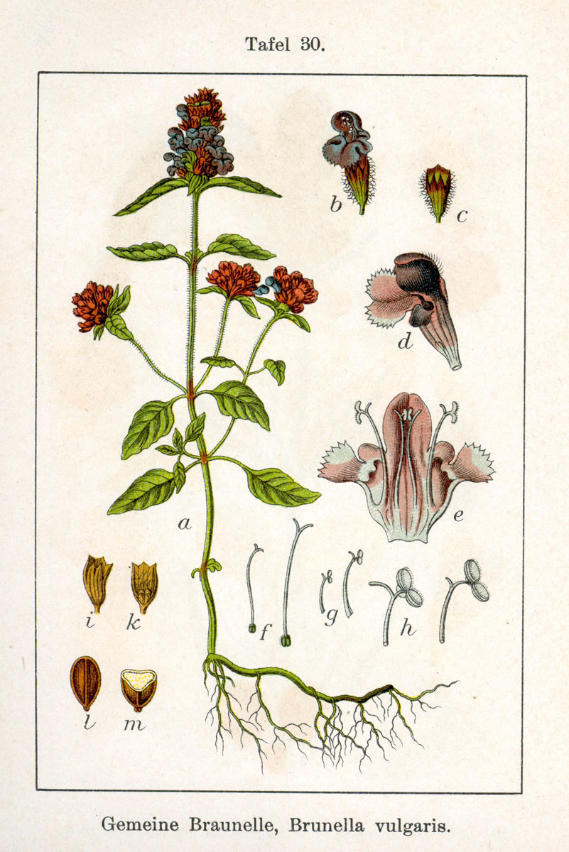 Abbildung: Jakob Sturm  - Abbildung: Jakob Sturm  - Braunelle , kleine - Brunella vulgaris