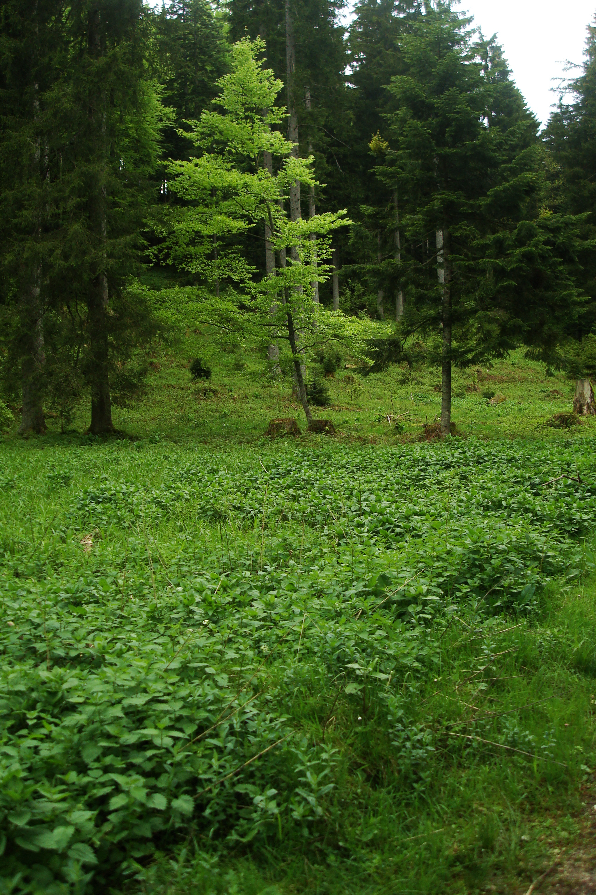 Foto: Regina Franziska Rau - Brennnessel - Urtica dioica