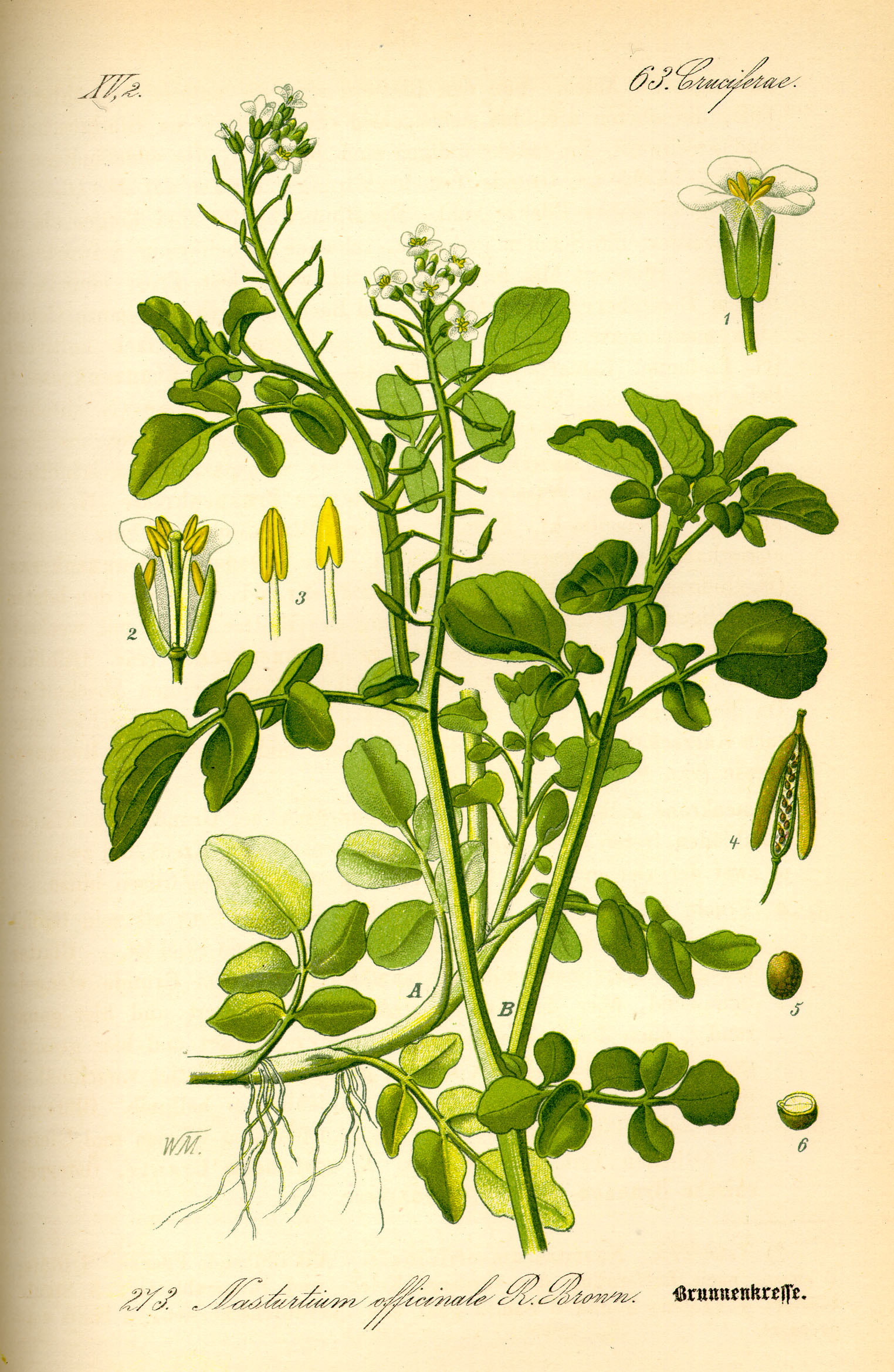 Abb.: W.M. -  Brunnenkresse - Barbarakraut - Nasturtium officinale (Crucifera fontana)