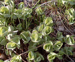 Foto: Regina F. Rau - Fette Henne - Sedum telephium