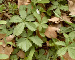 Foto: Regina F. Rau - Fünf-Fingerkraut - Potentilla reptans