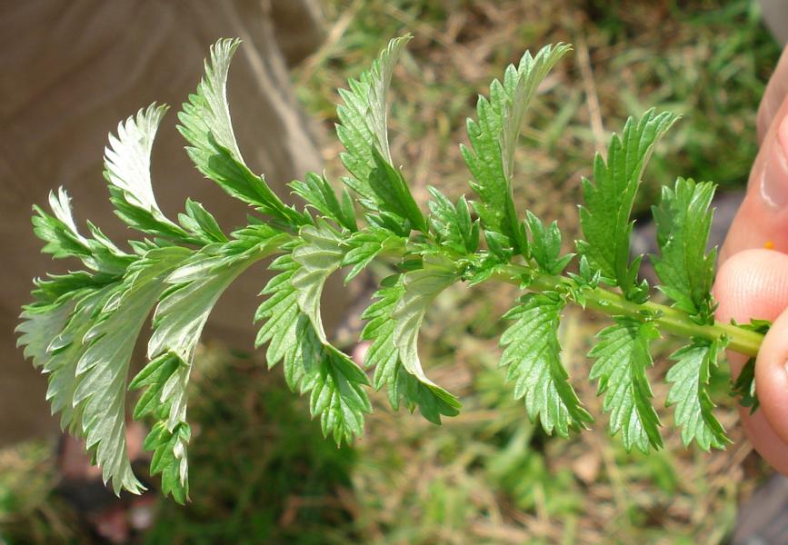 Foto: Regina F. Rau - Gänsefingerkraut - Potentilla anserina