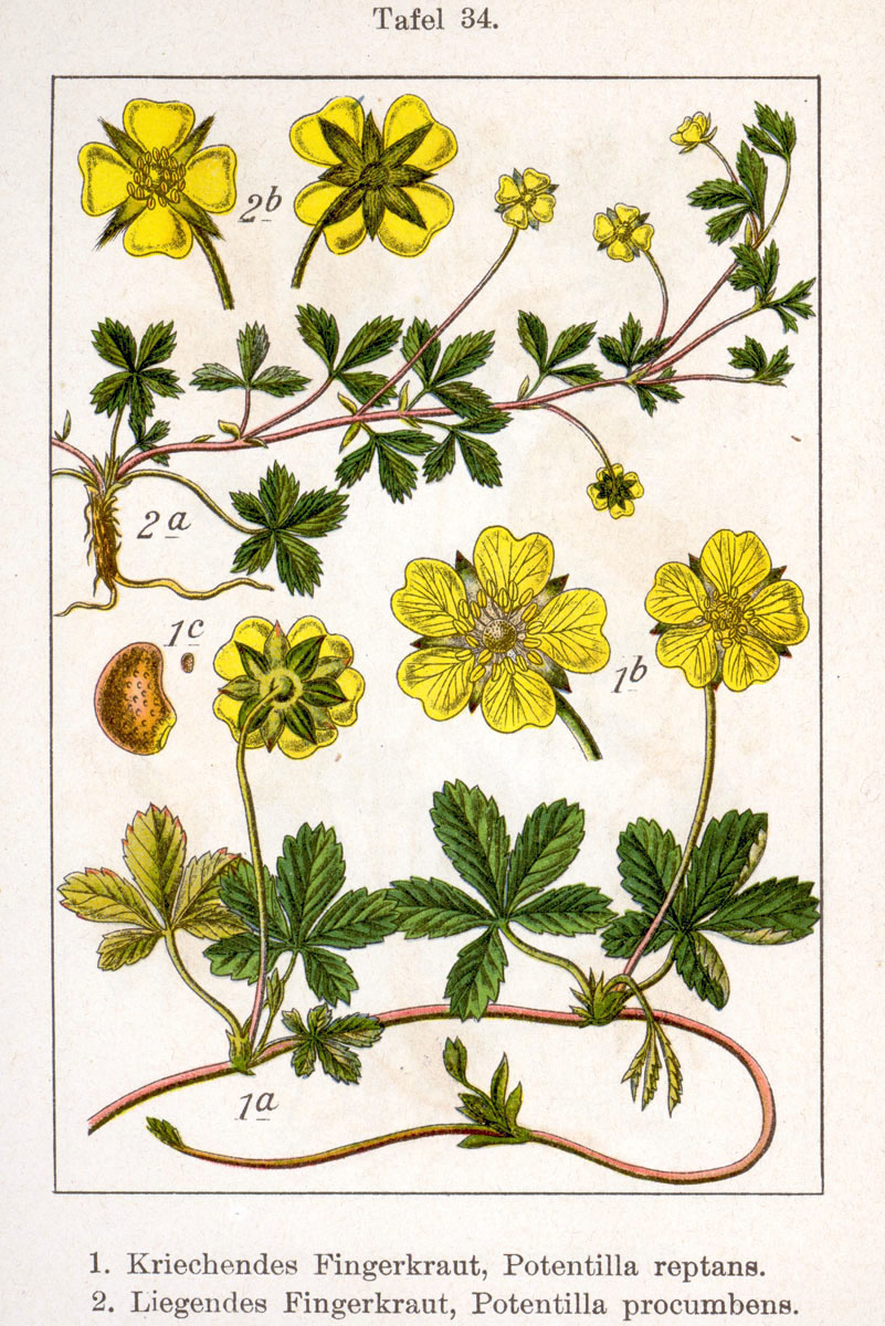 Abb.: Jakob Sturm - Fünffingerkraut, kriechendes - Potentilla reptans
