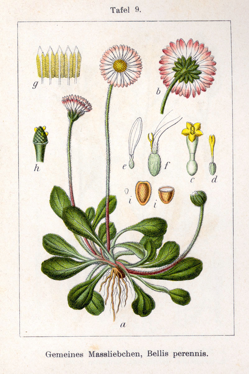 Abb.: Jakob Sturm - Gemeines Massliebchen, Gänseblümchen - Bellis perennis