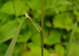 2013-07-07_Bad-Heilbrunn_Suessgras-Fennich_Setaria-Glauca_43 (7)b.JPG