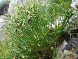 Binse_Juncus_trifidus_httpde.academic.rupicturesdewiki74Juncus_trifidus.jpg