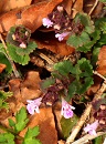 Foto: Regina F. Rau - Gundermann - Glechoma hederaceum