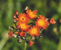 Foto: Regina F. Rau - Habichtskraut - Hieracium pilosella