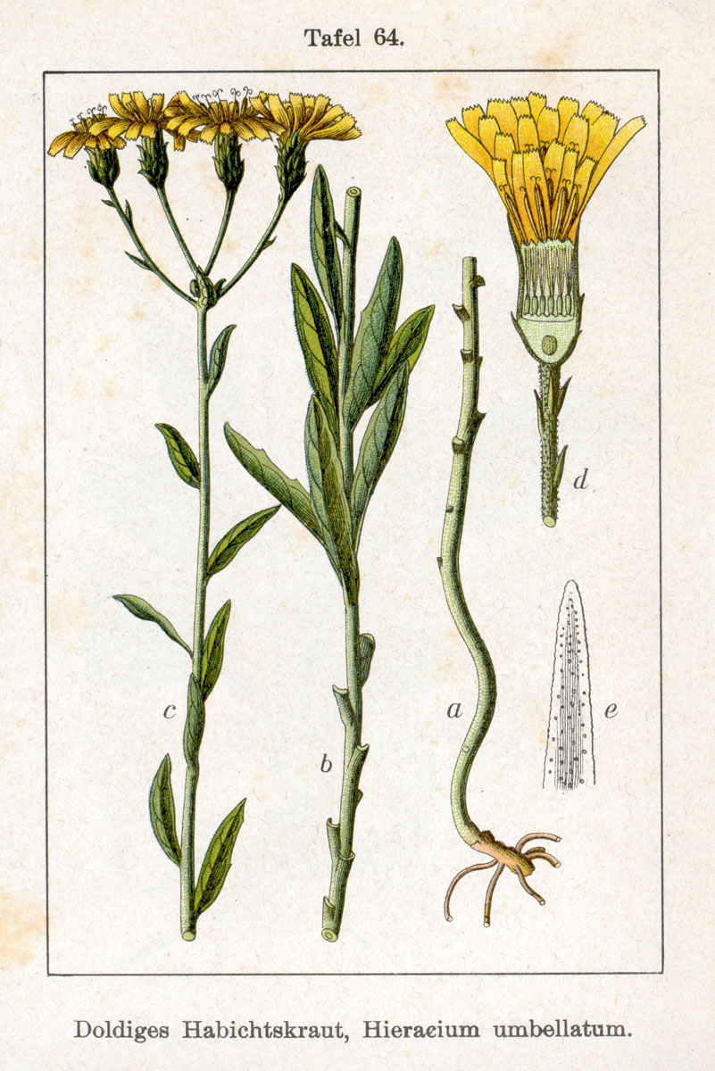 Abb.: Jakob Sturm - Habichtskraut doldiges - Hieraticum umbellatum