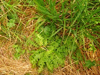Foto: Regina F. Rau - Gundermann - Glechoma hederaceum