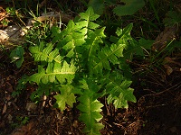 Foto: Regina F. Rau - Gundermann - Glechoma hederaceum