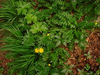 Foto: Regina F. Rau - Gundermann - Glechoma hederaceum