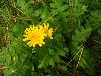Foto: Regina F. Rau - Gundermann - Glechoma hederaceum