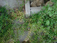 Foto: Regina F. Rau - Gundermann - Glechoma hederaceum